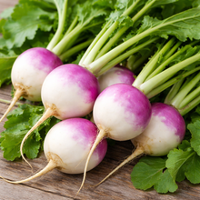 Organic white turnip with purple collar