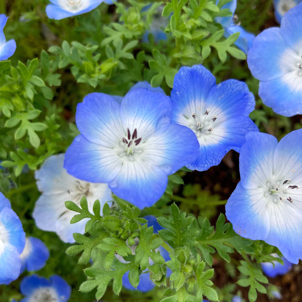 Photo de Némophile Baby Blue Eyes. La couleur caractéristique est : bleu. Le visuel permet d'observer les contours, les teintes et la disposition des éléments présentés. Les détails de forme et les contrastes donnent un aperçu de l'apparence de cette plante ou de sa récolte. Cette photographie accompagne la variété nommée afin de l'identifier dans la sélection de semences.
