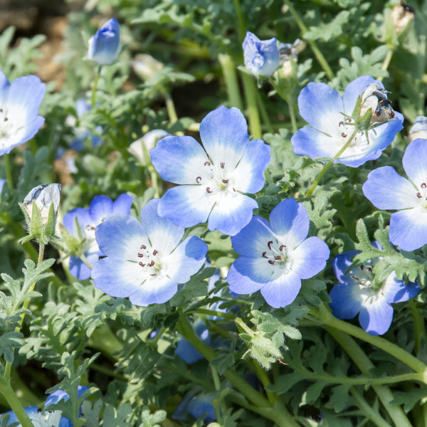 Nemophila 'Baby Blue Eyes'