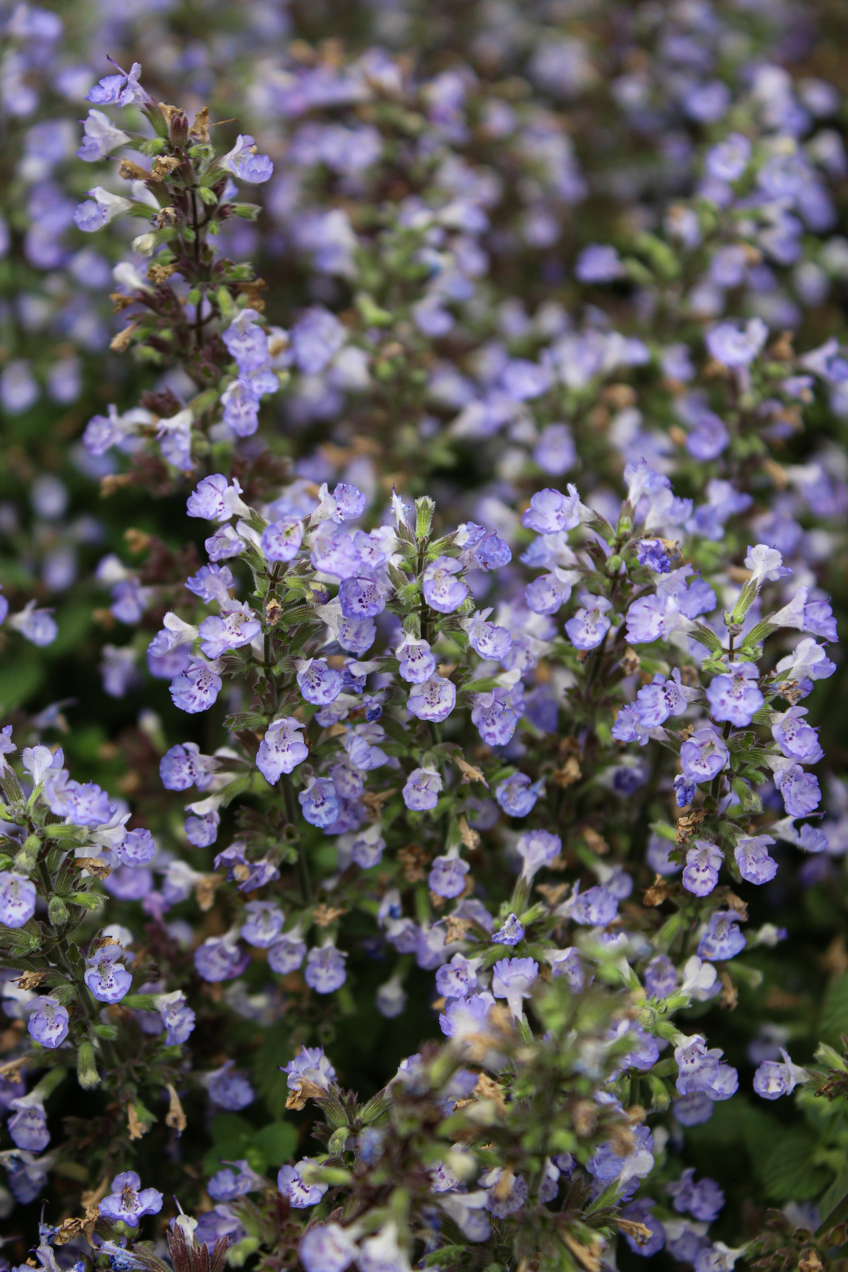 Nepeta 'Purrsian Blue'