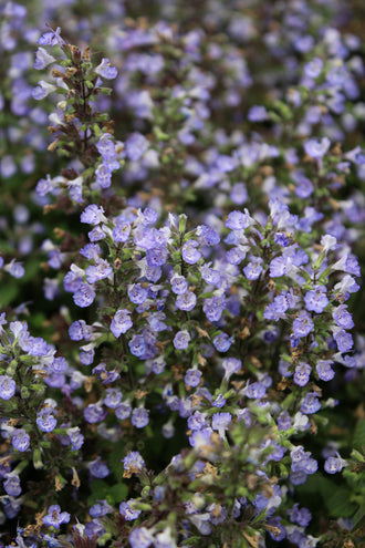 Népéta 'Purrsian Blue'. Les fleurs ouvertes bordent les tiges fines, réparties le long des épis dressés. Des tons bleus et violets sont visibles sur les fleurs et leurs parties pliées. Les petites fleurs sont tournées vers l’extérieur, leurs parties ouvertes réparties sur les tiges. Des feuilles vertes apparaissent autour des fleurs et entre les tiges de la photo. La vue large montre un groupe dense de fleurs répétées à travers la photo.