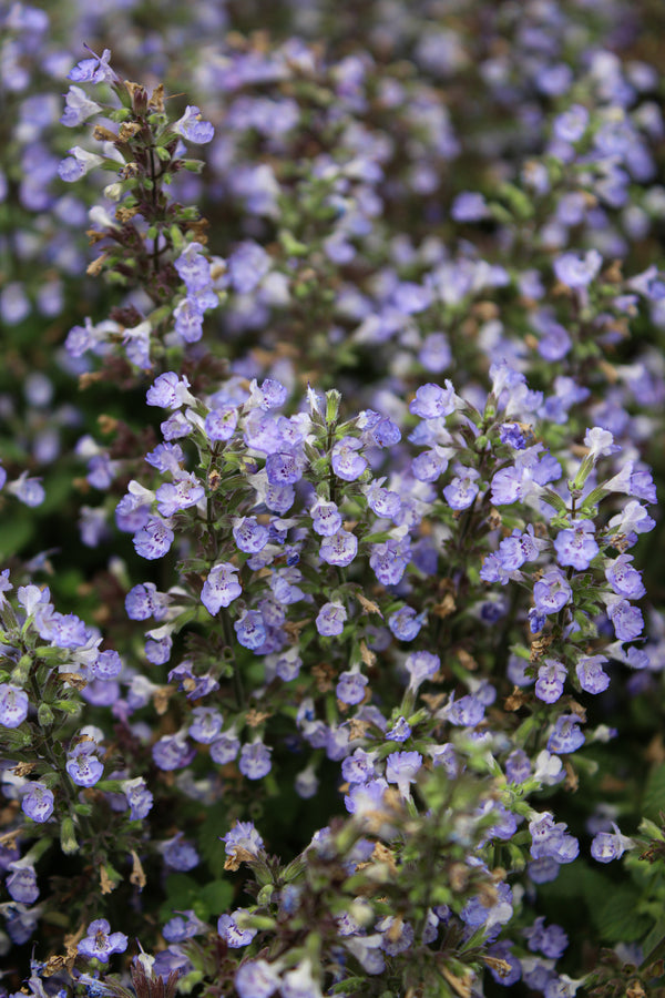 Nepeta ‘Purrsian Blue’