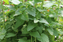 Catnip