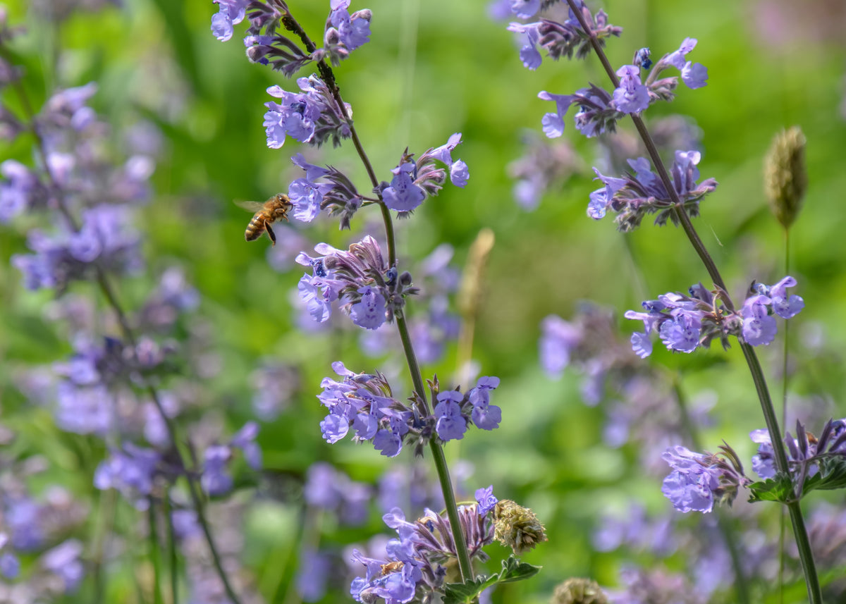 Nepeta × faassenii 'Walker's Low'