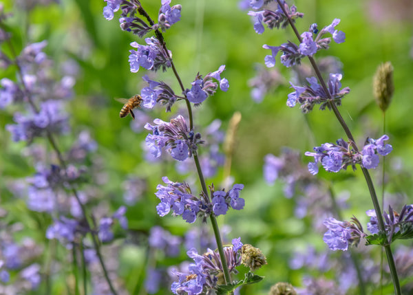 Nepeta × faassenii ‘Walker’s Low’