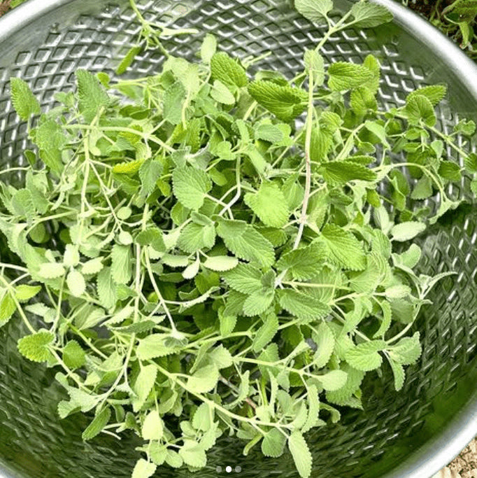 Népetta 'Persian Catmint' bio