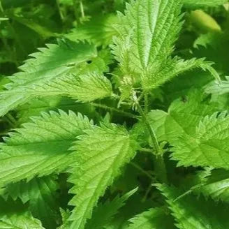 Organic Stinging Nettle Seeds by Gaia, product image prepared for Canadian gardeners.