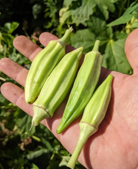 Okra 'Never Again' organic