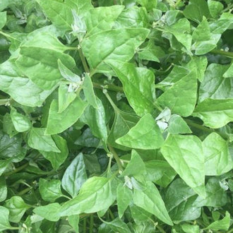 Organic New Zealand Spinach Seeds by Gaia, product image prepared for Canadian gardeners.