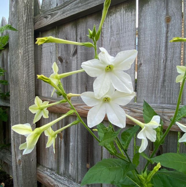 Nicotiana 'Nicotiana Flower' organic