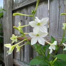 Nicotiana 'Nicotiana Flower' organic