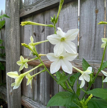 Nicotiana 'Nicotiana Flower' organic