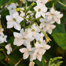 Organic Jasmine Nicotine
