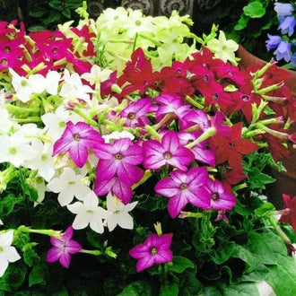 Image of Saratoga™ Mix F1 flowering tobacco showing the variety and its visible characteristics to help identify the product before sowing. Saratoga™ Mix F1 flowering tobacco is an ornamental flowers variety offered as seed for gardeners who want clear, practical product information. Confirmed details include maturity:, height:, spread:, colour: Couleurs variées.