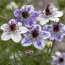 Nigelle 'Bleu de Delft' bio