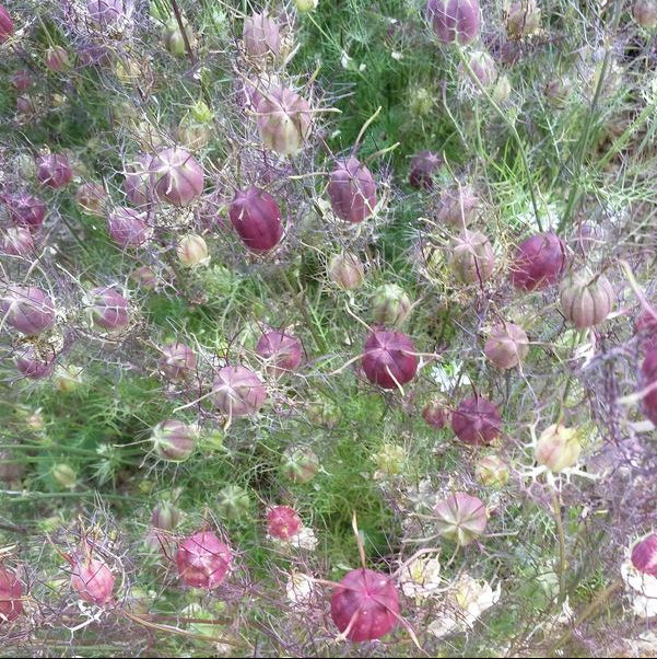 Nigelle 'Cramer's Plum' bio
