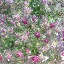 Organic Nigella 'Cramer's Plum'