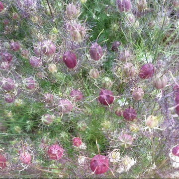 Organic Nigella 'Cramer's Plum'