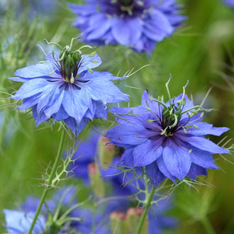 Des fleurs bleues aux pétales pointus et superposés se dressent sur de fines tiges vertes. Leur centre porte un groupe de formes vertes allongées, entouré de petites parties plus foncées. Des feuilles très fines, presque filiformes, dessinent un réseau autour des fleurs. Le fond mêle des touches vertes et bleues, avec quelques tiges verticales moins distinctes.