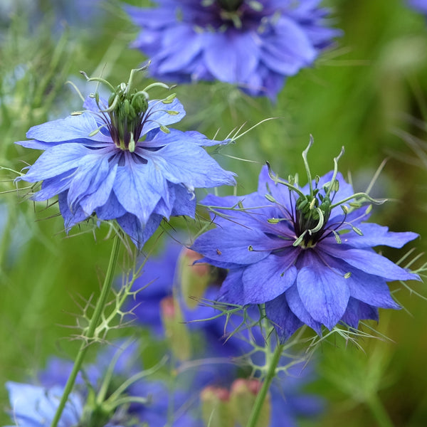 Nigella 'Love in a Mist'
