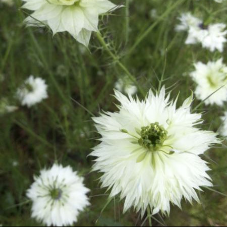 Nigella 'Miss Jekyll White' organic
