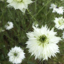 Nigella 'Miss Jekyll White' organic