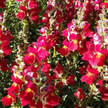 Muflier 'Night and Dawn' bio