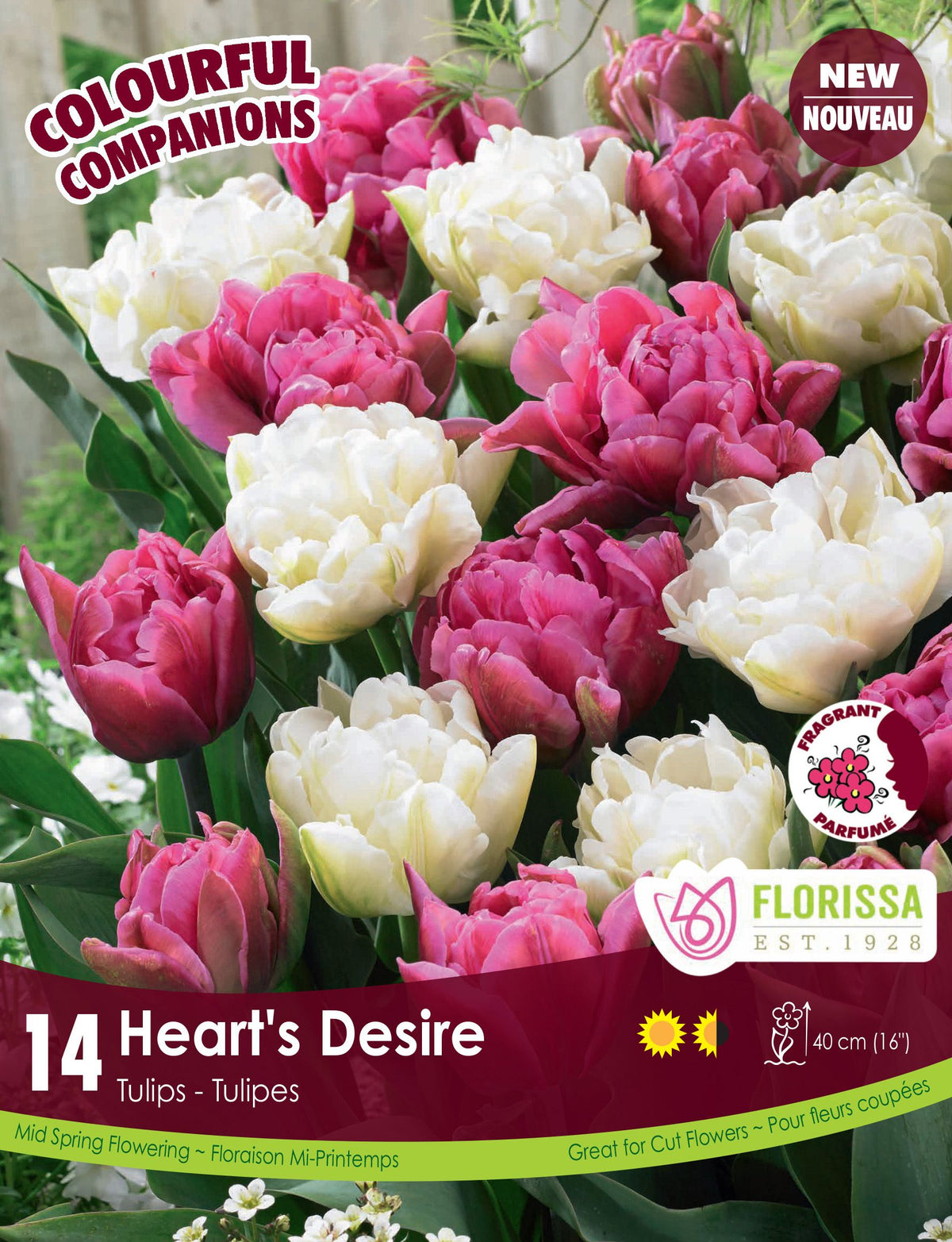 Harmonie florale Heart's Desire ( Tulipa spp.) : des tulipes doubles blanches, roses et pourpres. Le visuel Florissa présente la plante et son nom dans la partie inférieure de l’étiquette. La photographie occupe presque toute la surface, tandis que le bandeau du bas rassemble les indications du produit. Cette vue permet de reconnaître son apparence et de distinguer la variété présentée.