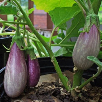 Organic 'Nord' Eggplant Seeds by Gaia, product image prepared for Canadian gardeners.