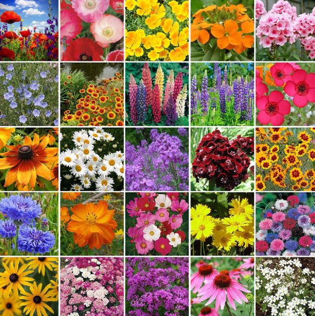 Organic 'Northeast Wildflower Mix'