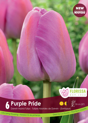 Purple Pride Tulip