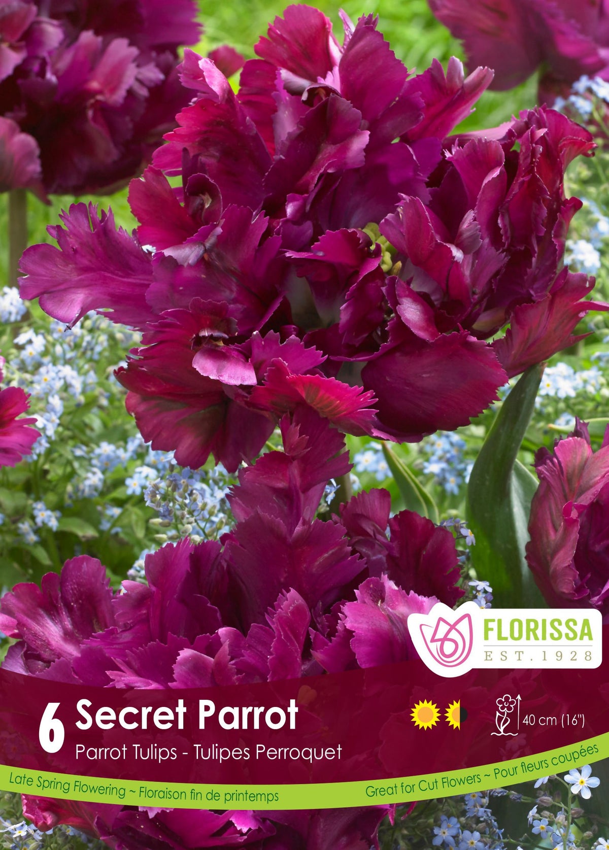 Tulipe Secret Parrot ( Tulipa ) : des tulipes perroquet pourpres aux pétales découpés. Le visuel Florissa présente la plante et son nom dans la partie inférieure de l’étiquette. La photographie occupe presque toute la surface, tandis que le bandeau du bas rassemble les indications du produit. Cette vue permet de reconnaître son apparence et de distinguer la variété présentée.