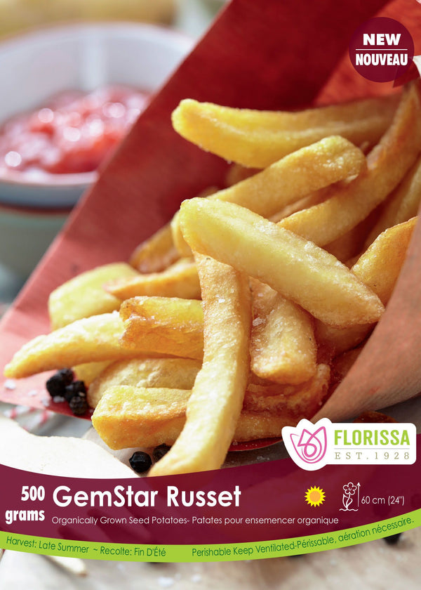 Potato 'GemStar Russet' organic (500 g)