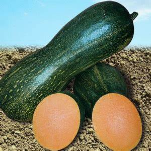 Semences Courge 'Gialla di Napoli' (Cucurbita moschata)