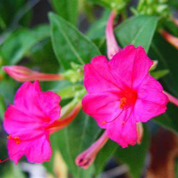 Rose Marvel of Peru 
