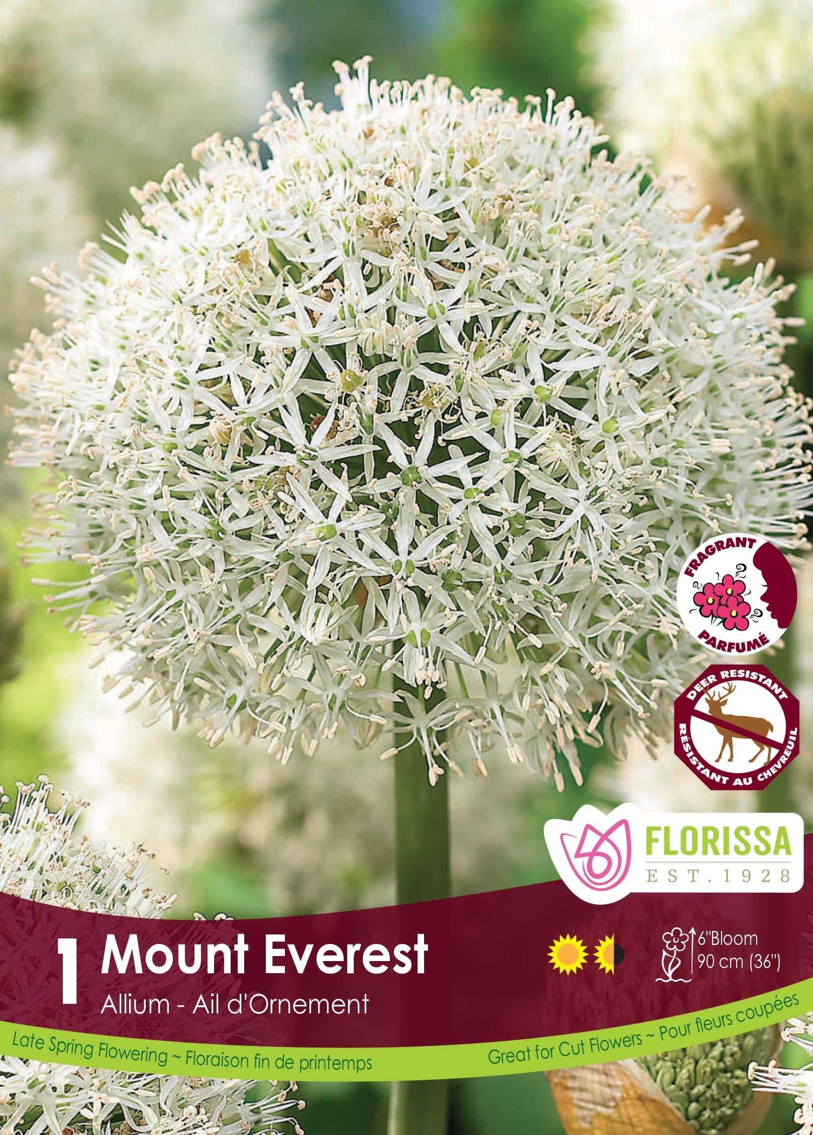 ‘Mount Everest’ ornamental onion (<em>Allium stipitatum</em> ‘Mount Everest’)