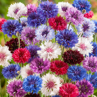 Des fleurs aux pétales fins et dentés forment un mélange de bleu, de rose, de rouge et de blanc. Les corolles rondes se serrent et se chevauchent dans le cadre. Certaines présentent un centre plus sombre ou pourpré. Quelques petites tiges vertes apparaissent entre les fleurs, devant un fond presque entièrement rempli de têtes colorées rapprochées.