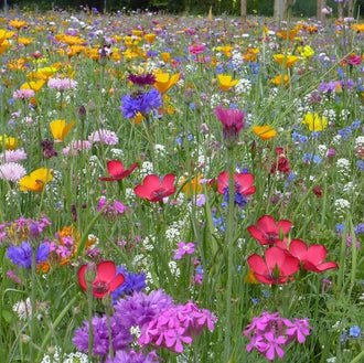 Des corolles rouges ouvertes en coupe se dressent parmi des fleurs jaunes, roses et violettes. De petits groupes blancs ponctuent cette prairie aux nombreuses tiges vertes et fines. Quelques pétales orange apparaissent vers le haut de l’image. Les fleurs se répartissent sur plusieurs plans, et la végétation se prolonge en un ensemble plus flou à l’arrière.