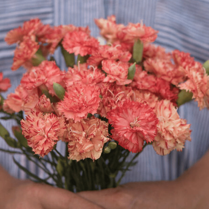 Organic 'Chabaud Orange Sherdet' Carnation