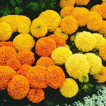 Marigold – African Marvel II™ F1 Mix