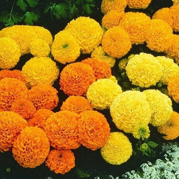 Marigold – African Marvel II™ F1 Mix