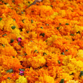 L’image montre un groupe très dense de fleurs orange, avec quelques touches jaunes dispersées. Les capitules ronds se chevauchent et présentent des pétales courts, serrés et ondulés. Une fleur plus grande se distingue vers la droite du centre. De petites zones de feuillage vert restent visibles entre les fleurs, jusque dans le fond du cadrage.