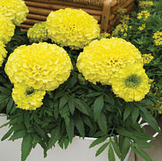 De gros pompons jaune citron occupent une grande partie du cadrage. Leurs nombreux pétales serrés composent des têtes florales très fournies, aux contours arrondis. Un feuillage vert sombre et découpé se répartit autour des fleurs. Une partie d’un pot blanc demeure visible sous la végétation, apportant une zone claire distincte dans le bas de cette composition.