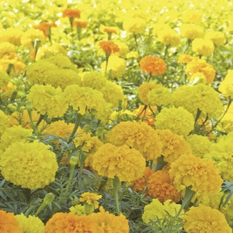 Une multitude de fleurs rondes jaunes couvre l’image, avec quelques têtes orange réparties plus loin. Les fleurs du bas sont plus grandes dans le cadrage et montrent des pétales serrés, légèrement ondulés. Des tiges fines et des feuilles vert gris apparaissent entre elles. Le fond se prolonge en une masse de fleurs aux teintes claires.