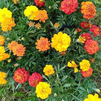 Des fleurs jaunes, orange et rouge rosé sont dispersées au-dessus d’un feuillage vert très découpé. Les pétales forment des corolles assez plates ou des centres plus fournis, selon la fleur. Quelques boutons ronds sont visibles entre les tiges. La composition montre des fleurs espacées, avec davantage de feuillage dans la partie inférieure.
