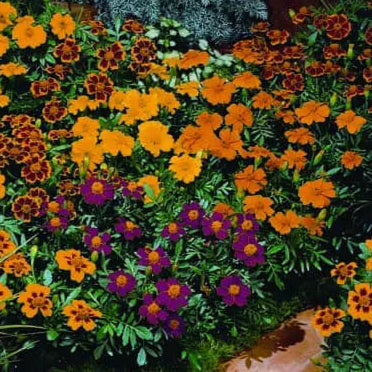 French Marigold Disco Mix