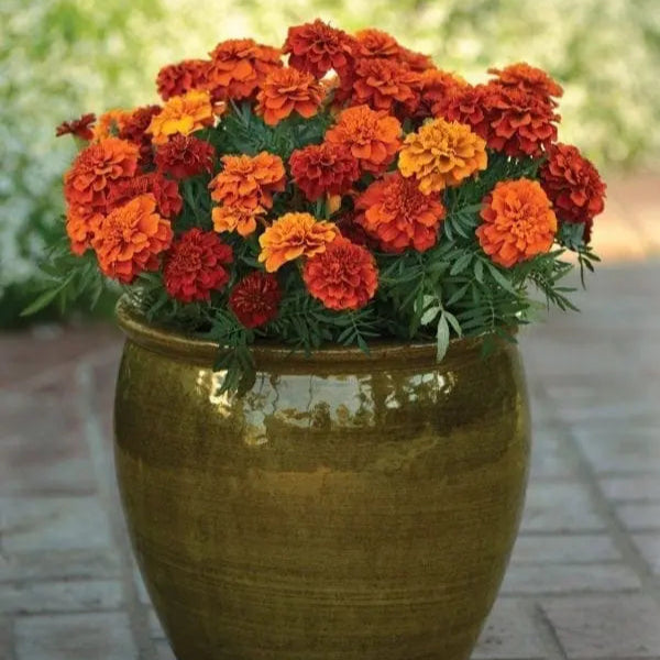 Fireball French marigold flowering in full sun, with several 7 cm crested blooms simultaneously showing deep red, tangerine, and orange tones above compact, mounded, aromatic green foliage. This view shows the characteristic colour transition of Tagetes patula Fireball and its compact habit for sunny borders, flower beds, window boxes, hanging baskets, and decorative patio containers.