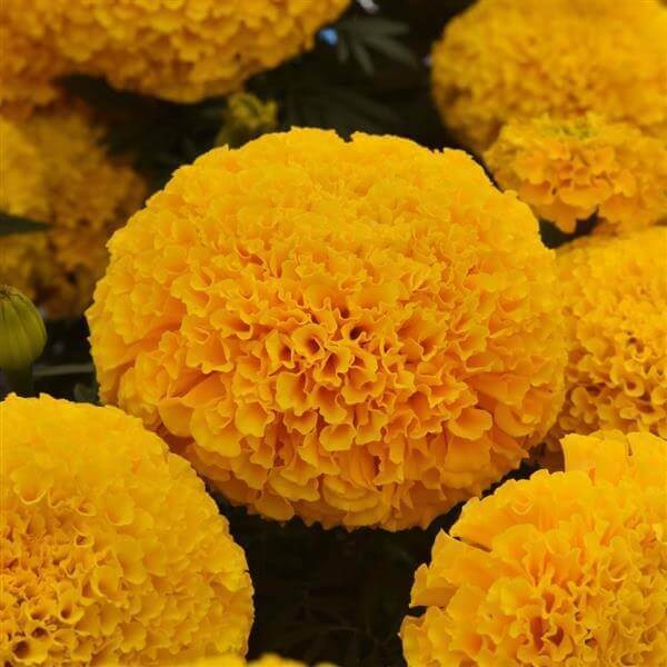 Un gros capitule jaune doré occupe le centre de l’image, entouré de plusieurs fleurs rondes partiellement cadrées. Ses pétales courts et serrés dessinent une surface très ondulée, avec des plis plus orange dans les creux. Les fleurs se superposent sur un fond sombre. Quelques feuilles vertes étroites dépassent entre les boules florales.