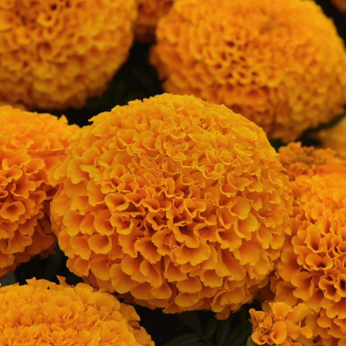 Les fleurs orange forment des boules arrondies couvertes de petits pétales repliés. Un capitule plus gros se trouve au premier plan, légèrement à droite du centre. D’autres fleurs apparaissent derrière et sur les côtés, certaines coupées par le cadre. Le feuillage vert foncé reste visible dans les espaces entre les têtes florales.