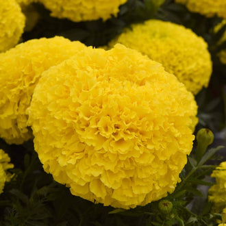 Une grande fleur jaune clair est cadrée au centre, avec de nombreux pétales frisés disposés en couches serrées. Son contour arrondi présente de petites pointes irrégulières. D’autres fleurs jaunes occupent l’arrière-plan et les bords de l’image. Des feuilles vert foncé, allongées et découpées, entourent la fleur principale et traversent le bas du cadre.